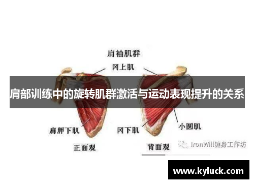 肩部训练中的旋转肌群激活与运动表现提升的关系
